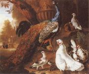 Jakob Bogdani Bird of Paradise oil painting reproduction